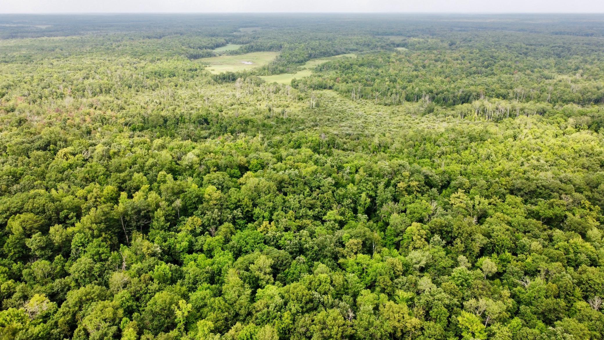 DRONE WOODS.jpg