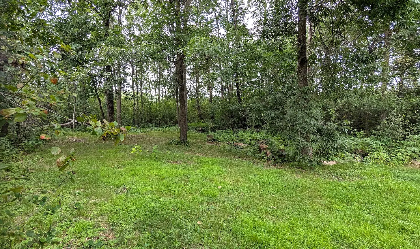 Explore the woods. Watch for frequent wildlife