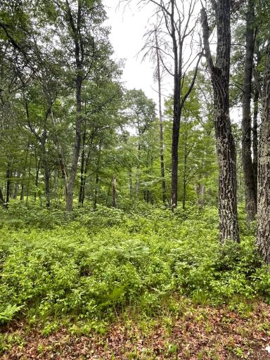29770 Little Bear Drive, Danbury, WI 54830
