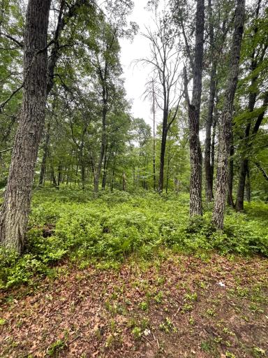 29770 Little Bear Drive, Danbury, WI 54830