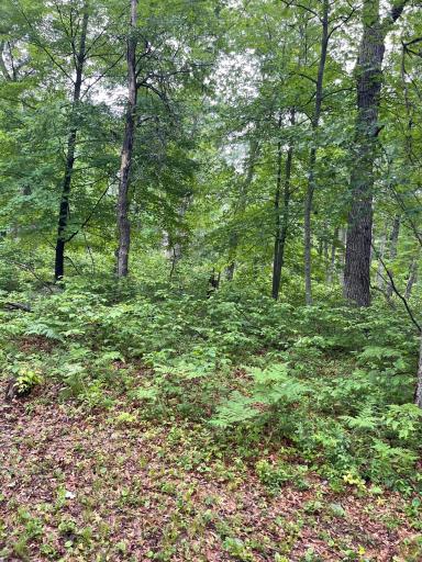 29770 Little Bear Drive, Danbury, WI 54830