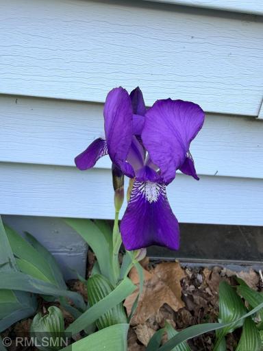 Irises and hostas are starting to bloom! Come see for yourself.