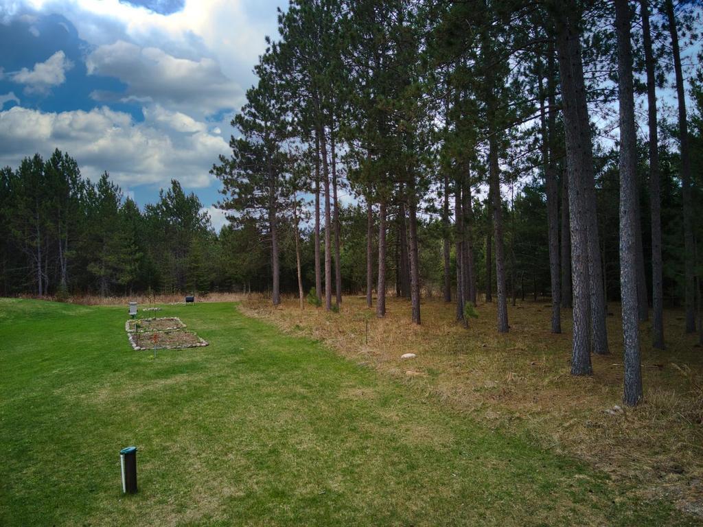 pine tree lined yard