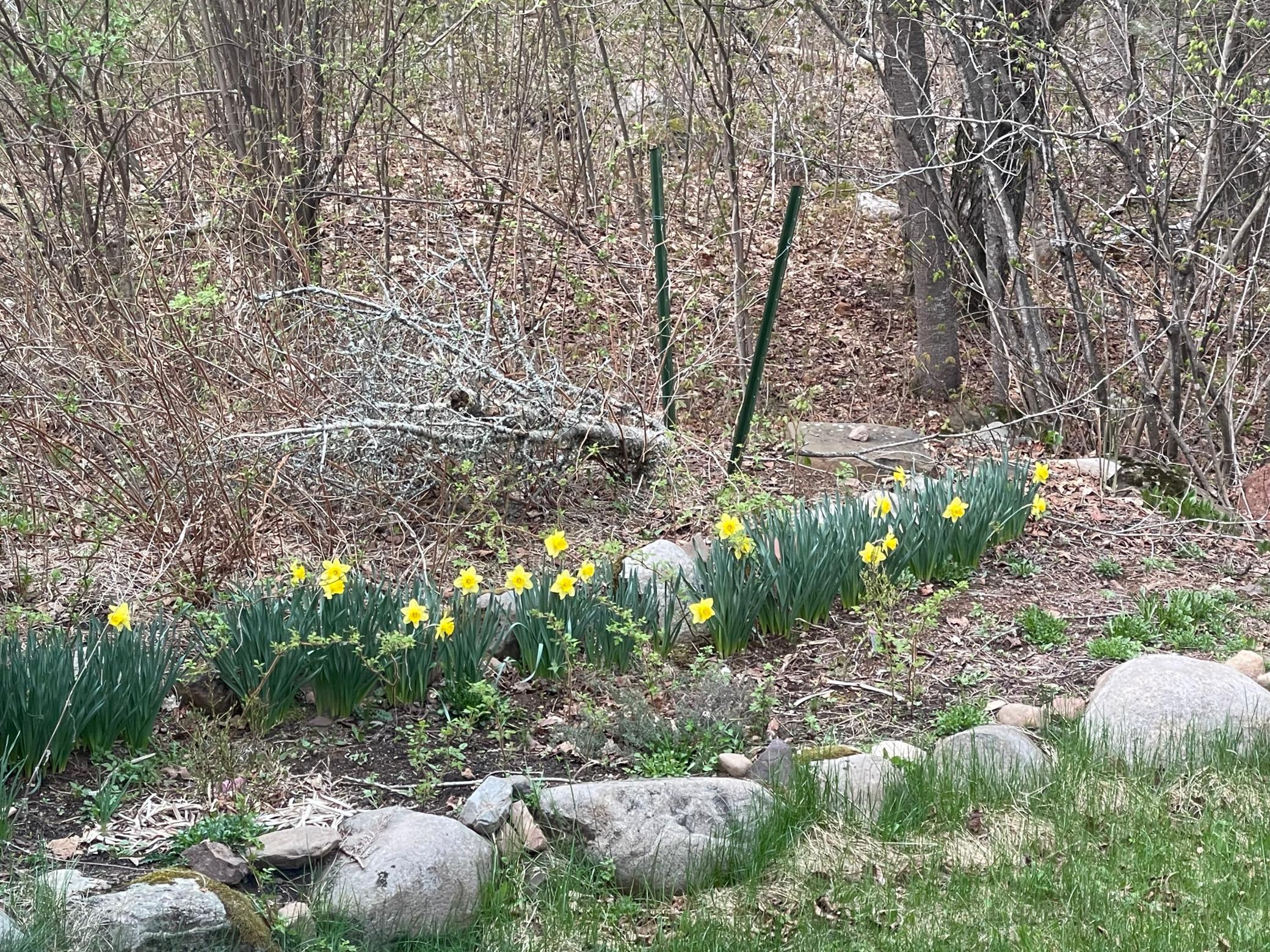 Blooming Bulbs Back Yard.jpeg