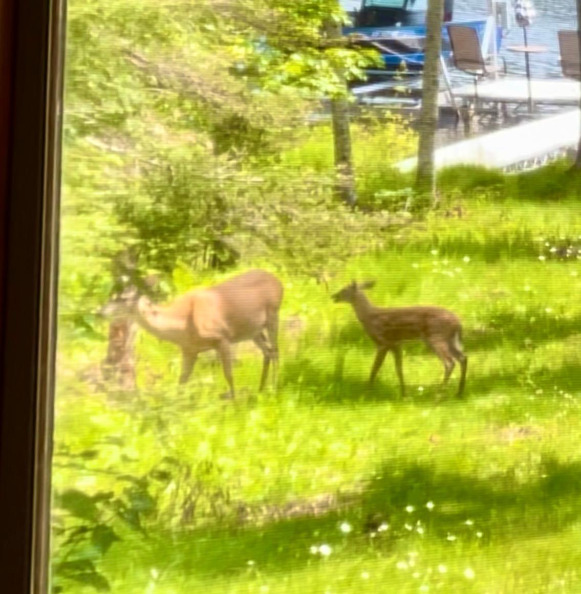 Wildlife with .jpg