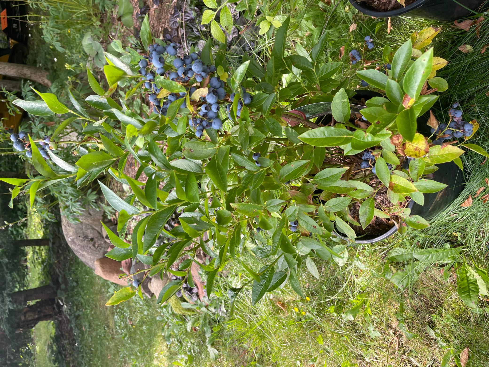 Garden Blueberries.jpeg