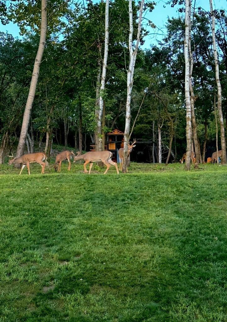 Yes, you will see a wide variety of wildlife in your yard.