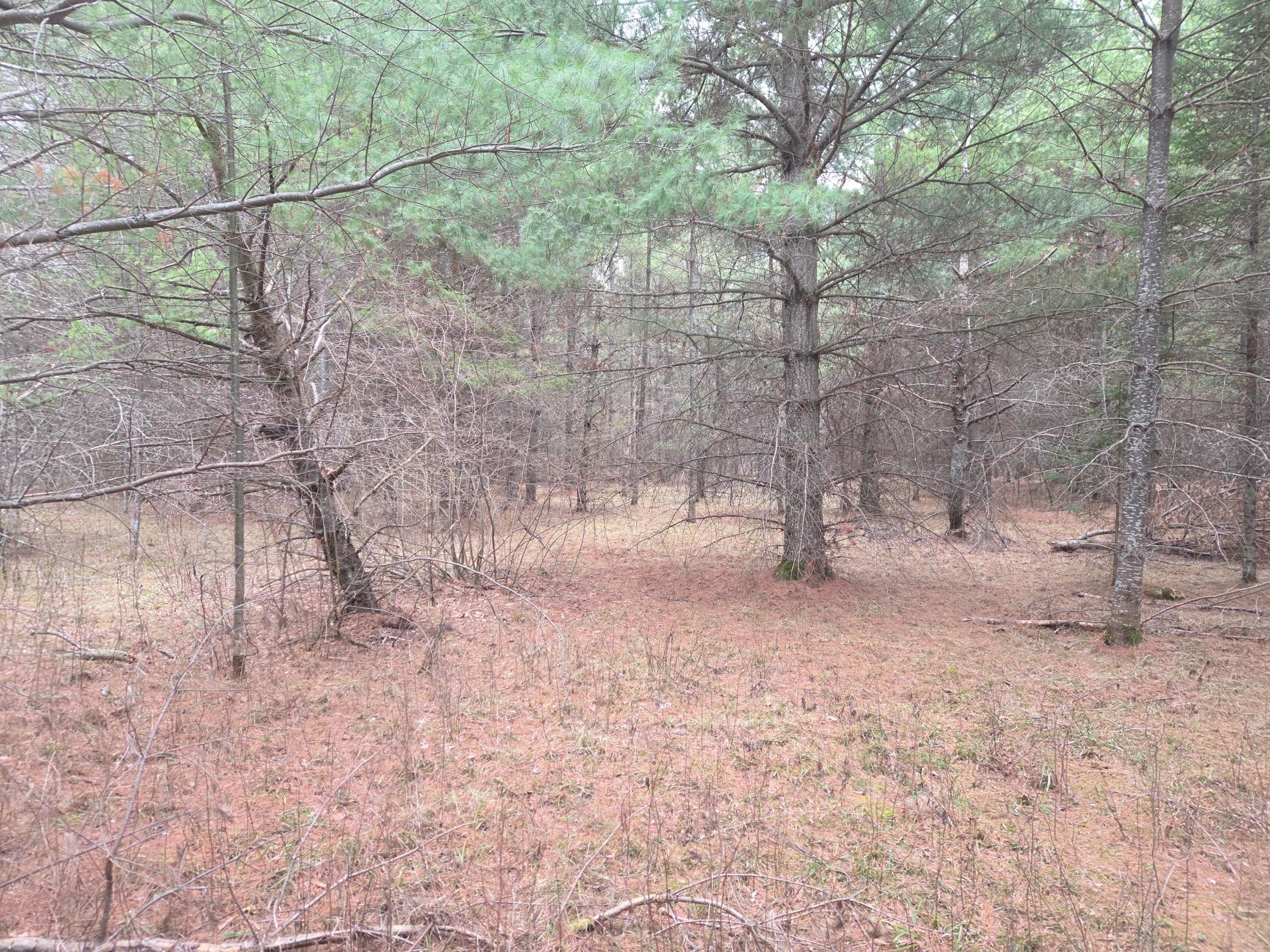 Lot (3) Woods.jpg