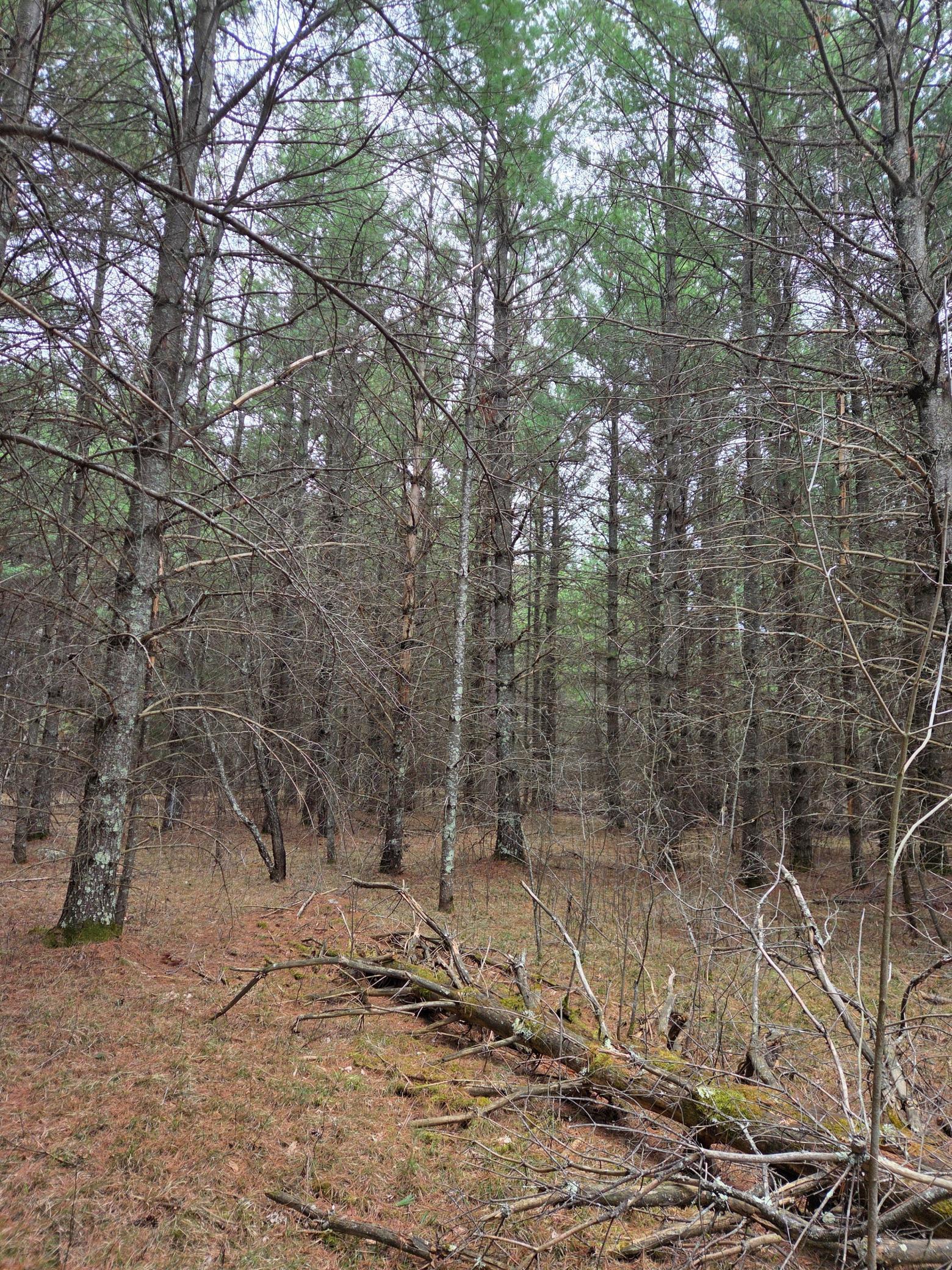Lot (4) Woods.jpg