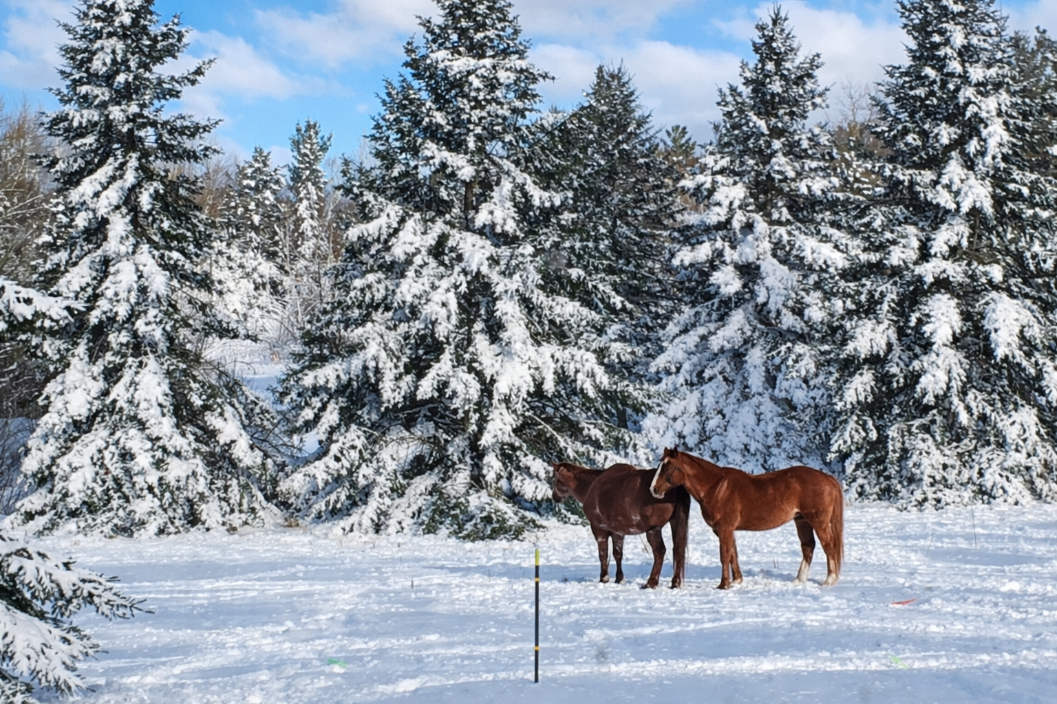 Horses in the back yard