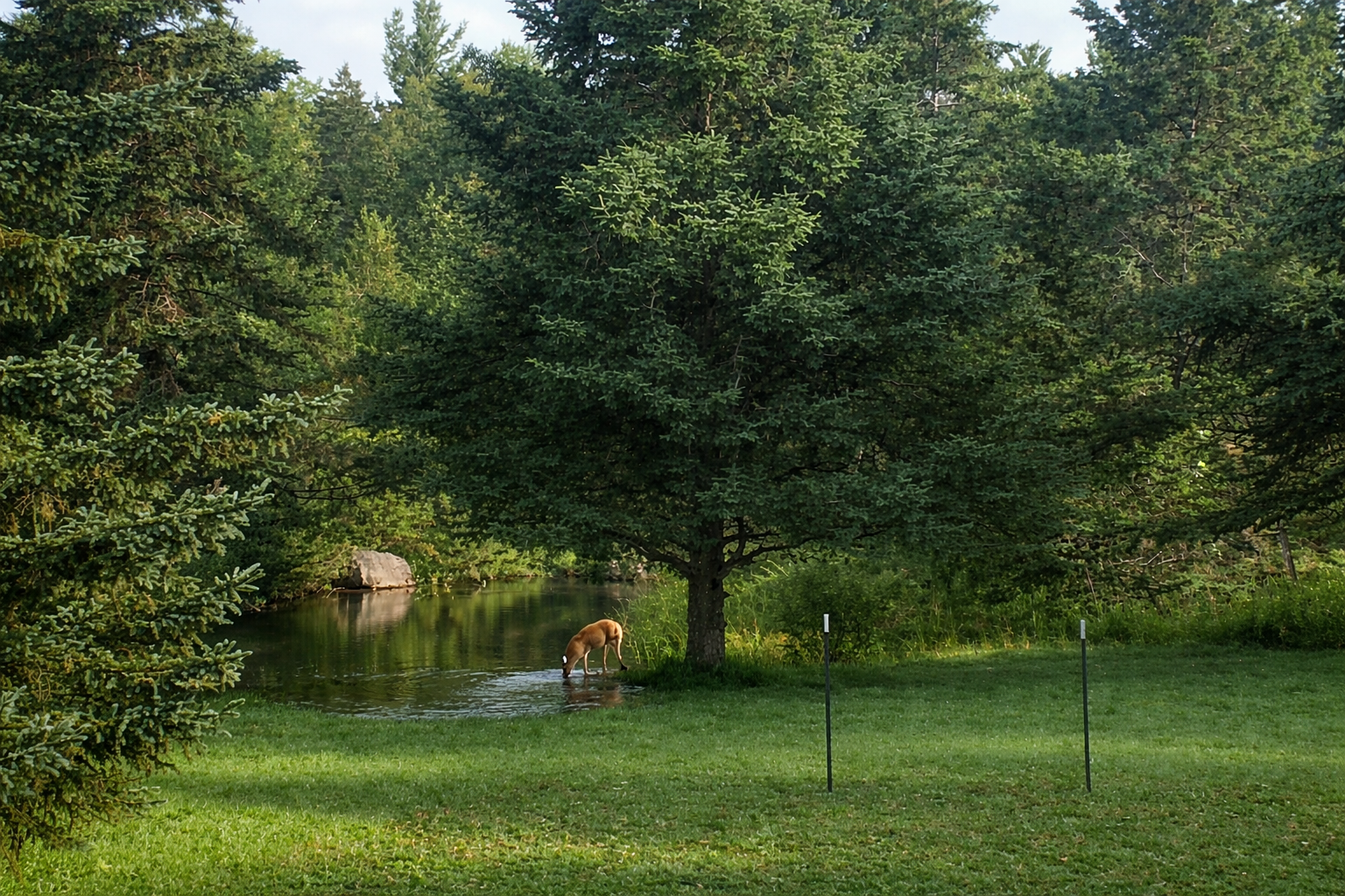 Deer enjoying the pond