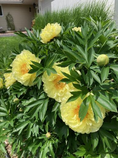 Turn into the driveway and be greeted by these beautiful peonies.