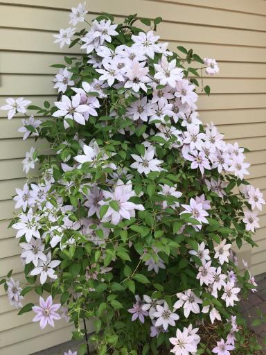 Gorgeous porch perennial welcomes you home.