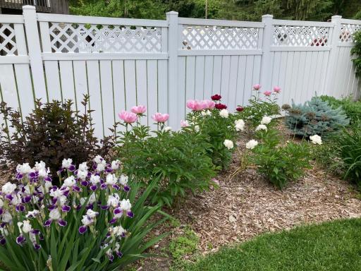 Stunning perennials line the fence in front yard.