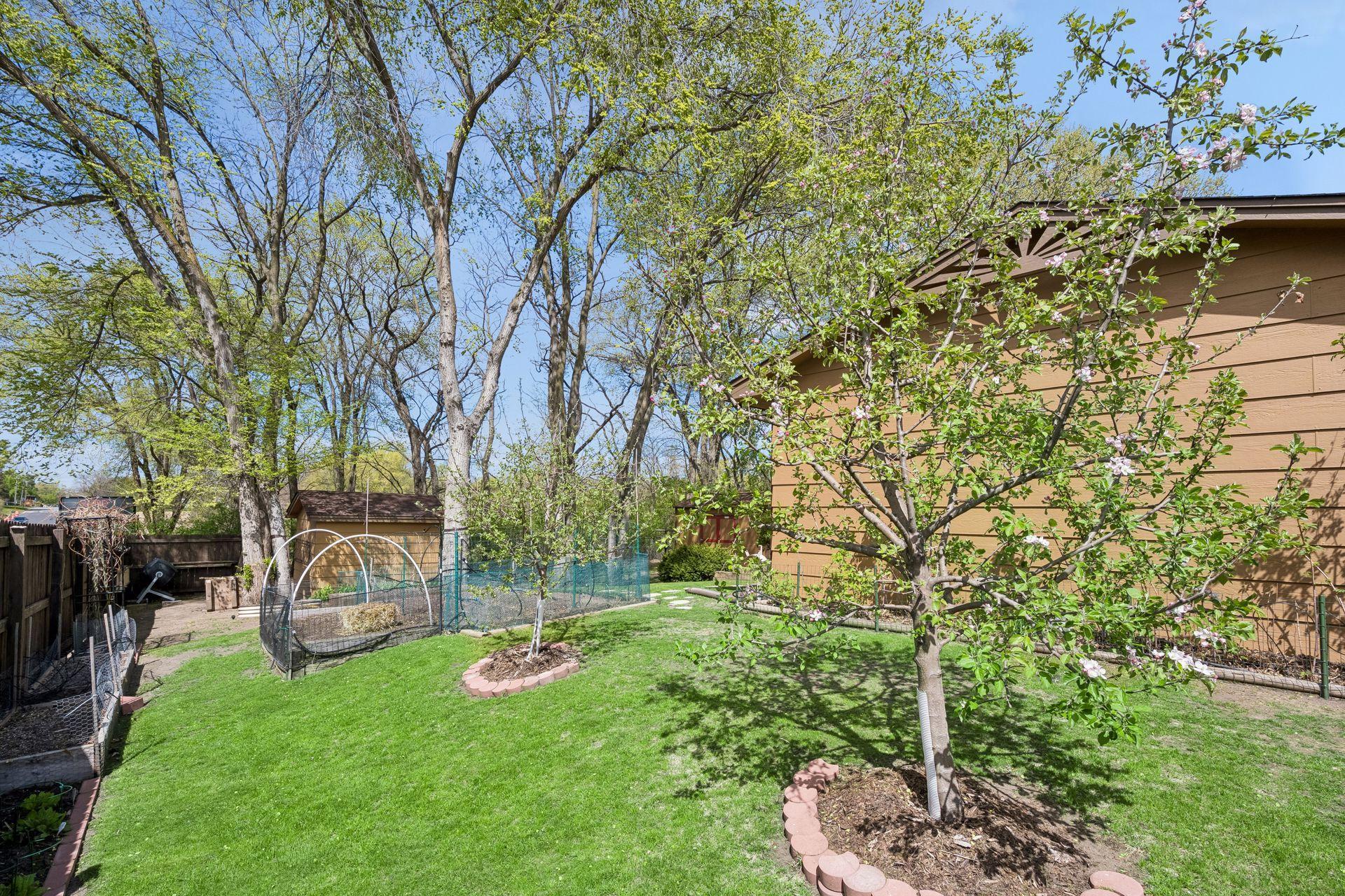 Backyard showing two apple trees and the raspberry patch off to the right side