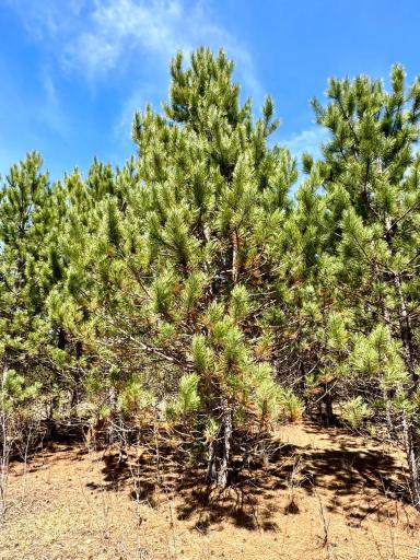 Lot 1 Scenic Hwy 7, Bovey, MN 55709