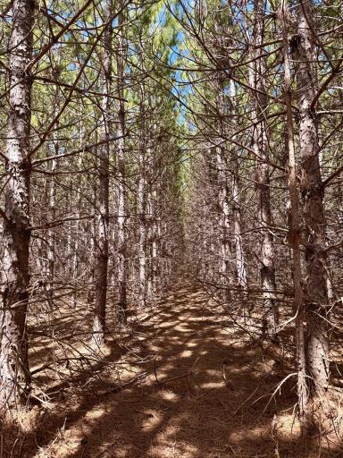 Lot 1 Scenic Hwy 7, Bovey, MN 55709