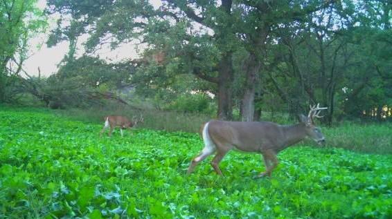 185 deer 23.jpg
