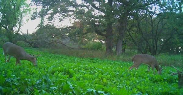 185 deer 29.jpg