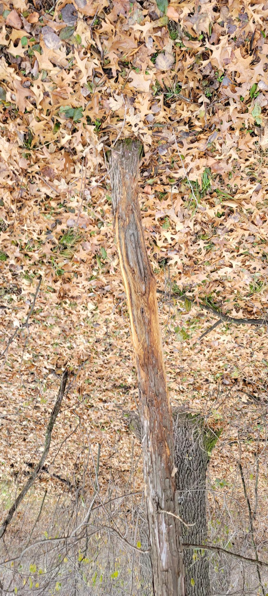 185 deer 28.jpg