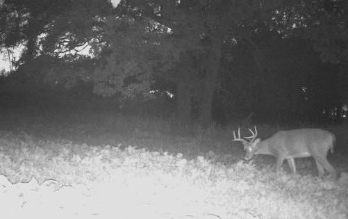 185 deer 26.jpg