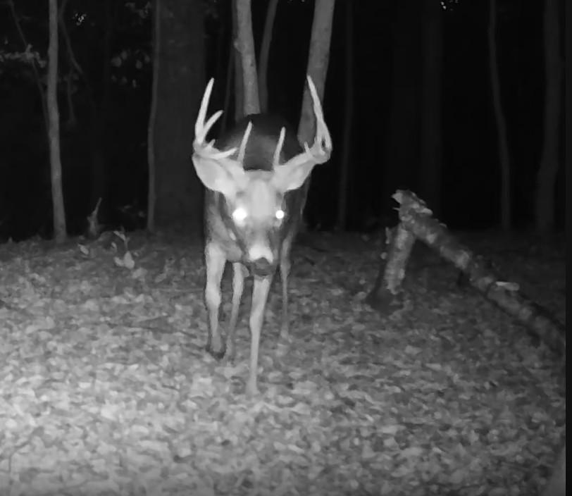 185 deer 11.jpg
