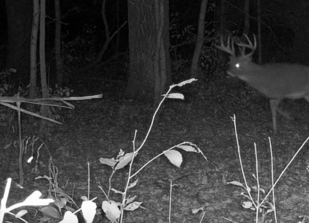 185 deer 12.jpg