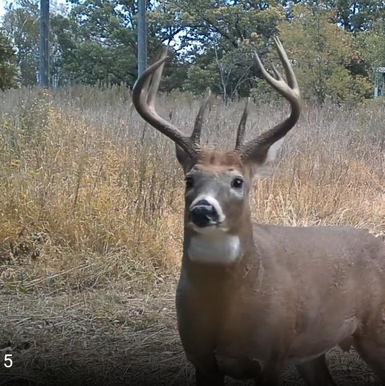 185 deer 16.jpg