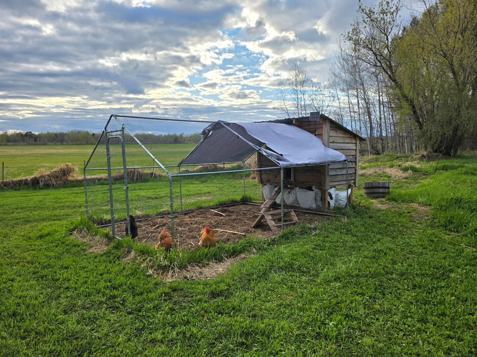 Cute & functional chicken coop