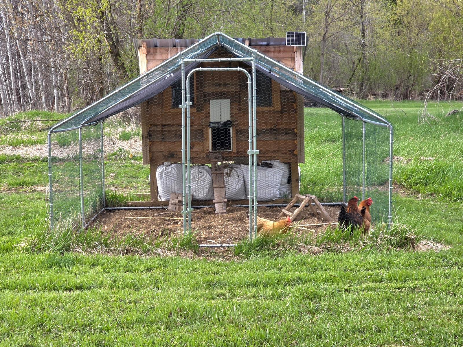 Fresh eggs anyone?