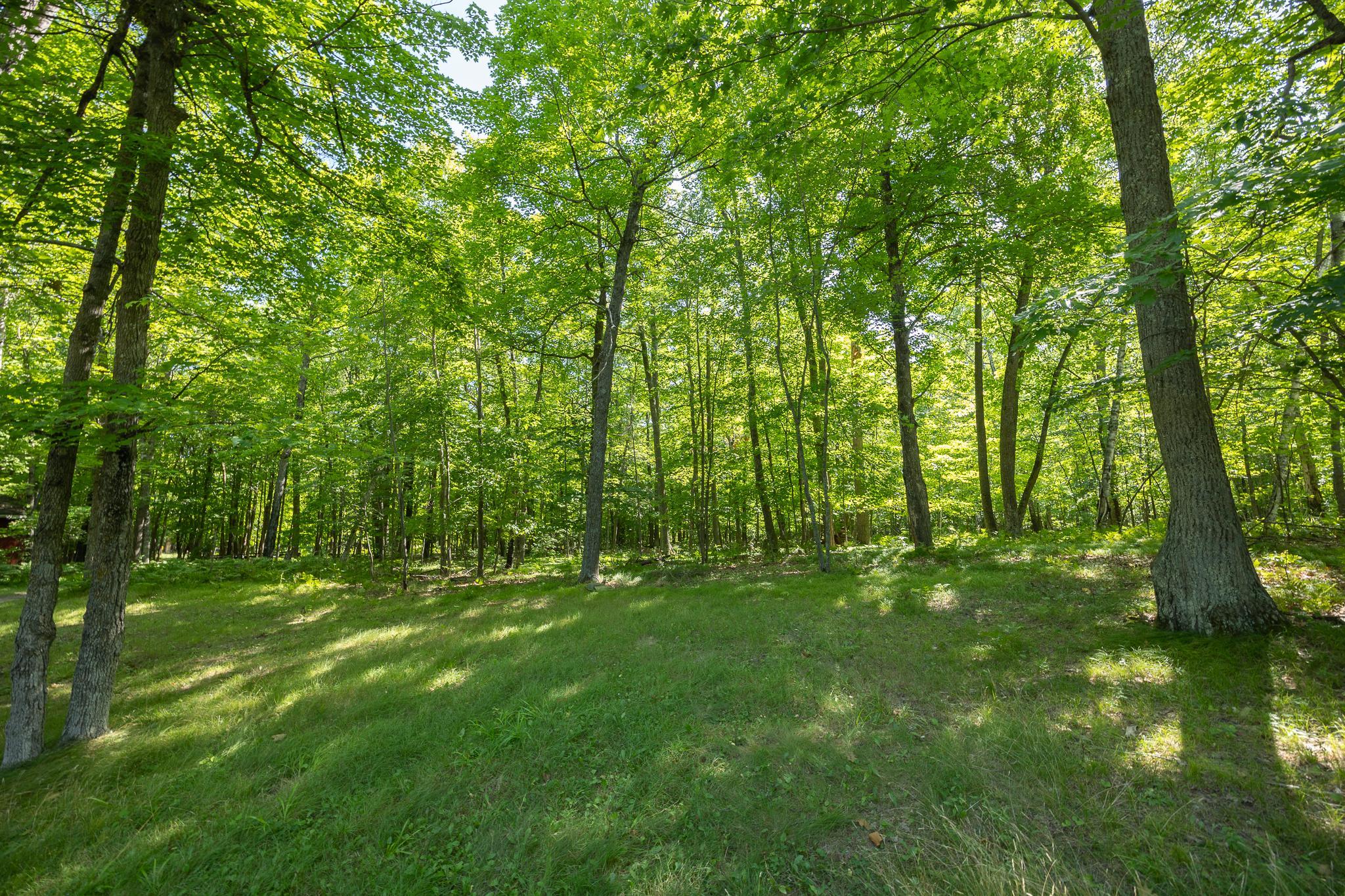 Large wooded lot
