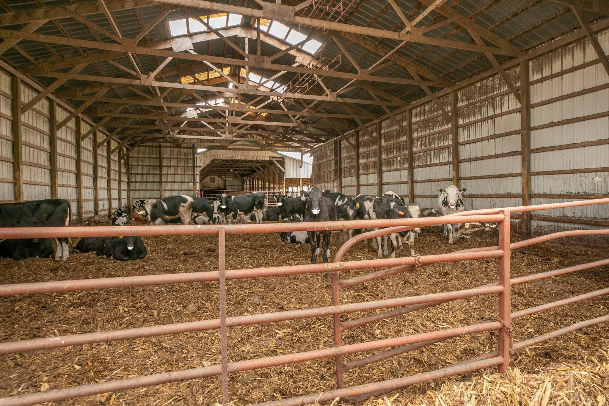 Smiling Cows.jpeg