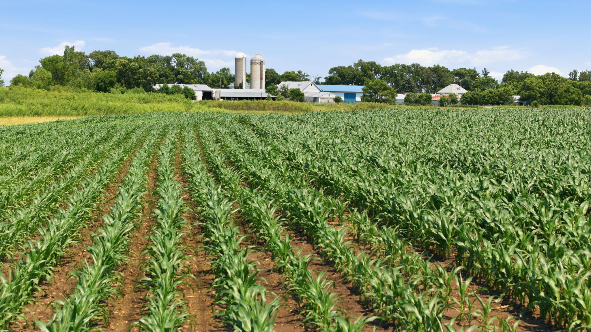 Crops by the end of June