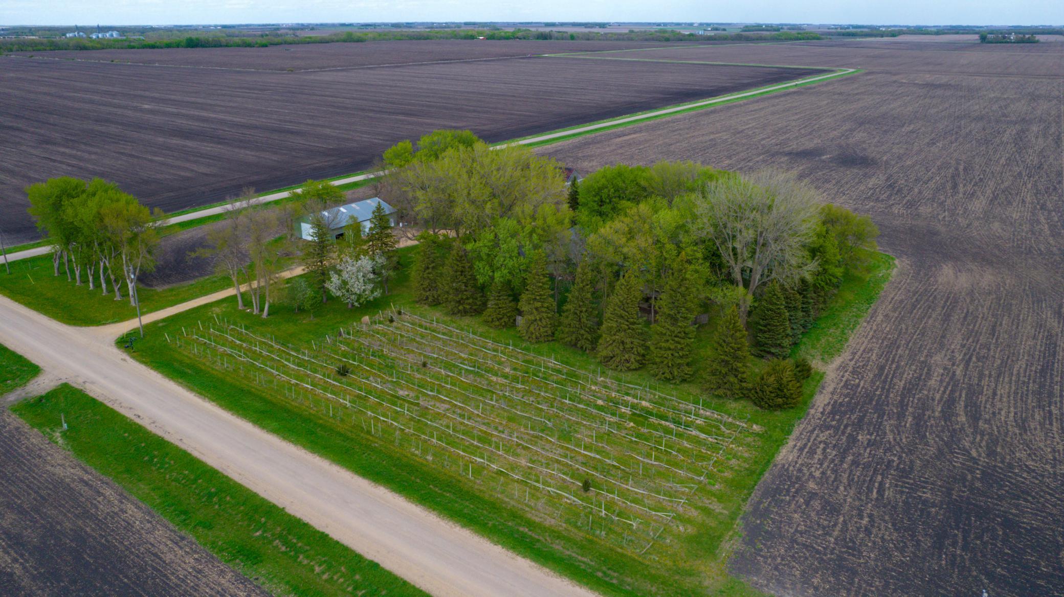 Drone View (Vineyard)