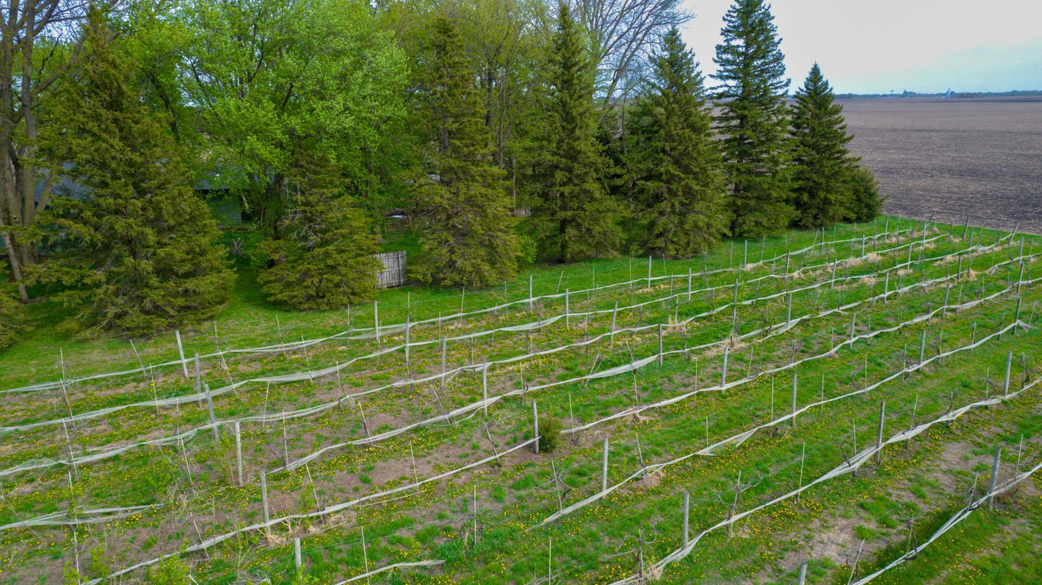 Vineyard