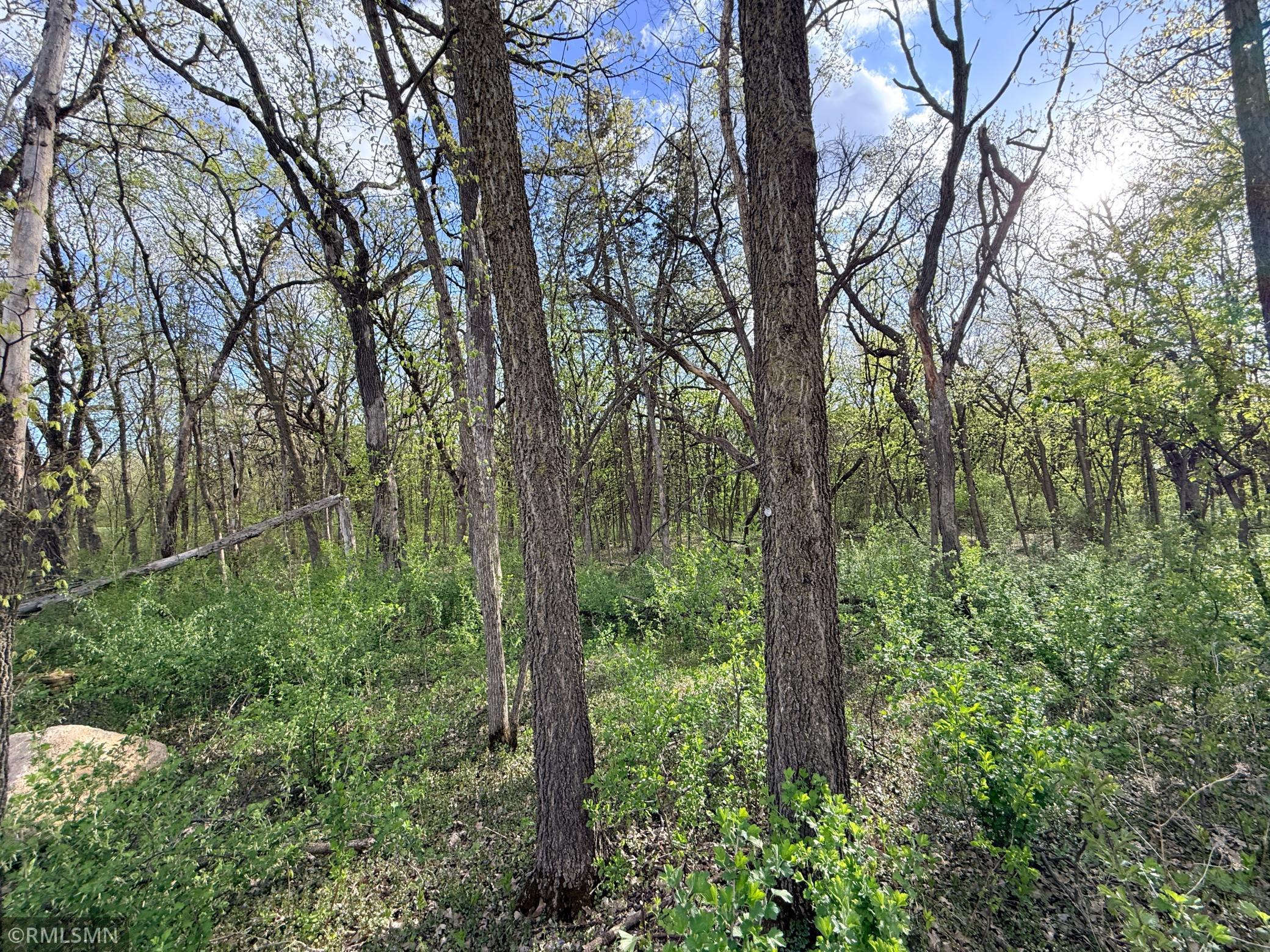 A partial view of the wooded section of the lot that extends at least another 100 feet!