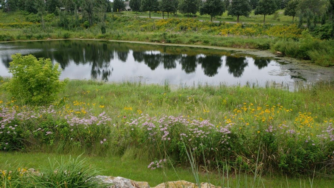 Pond.jpg