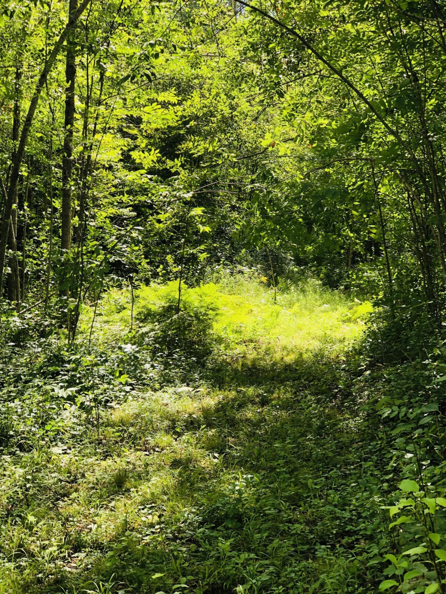 View into woods from paths on property