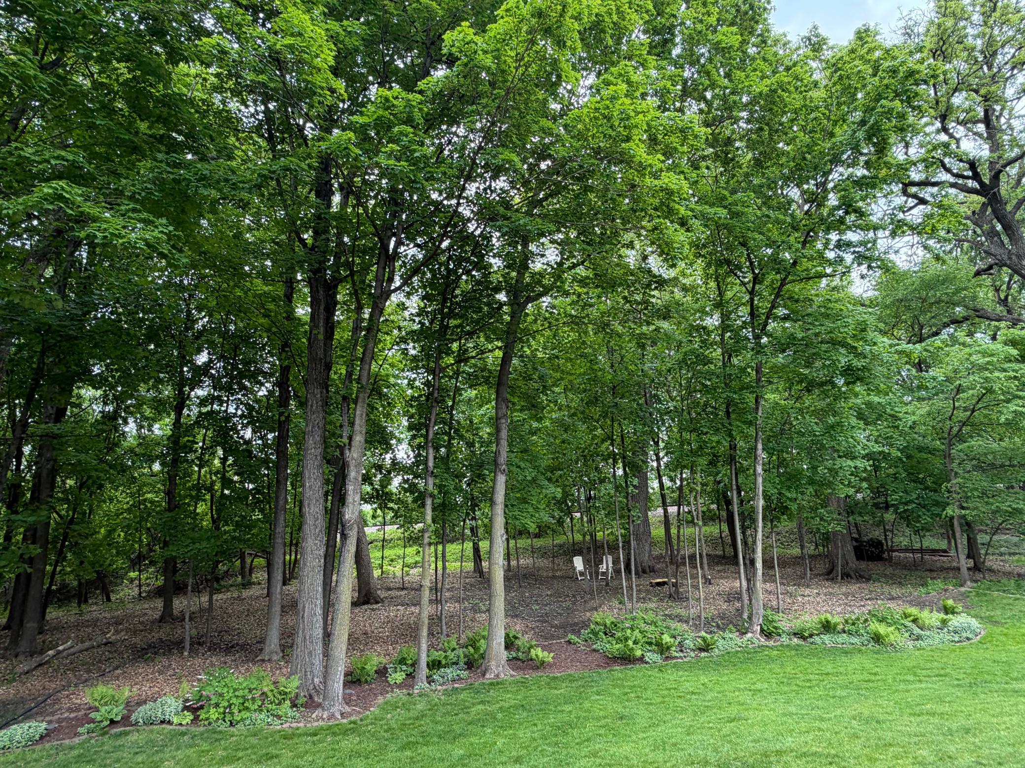 backyard.jpg