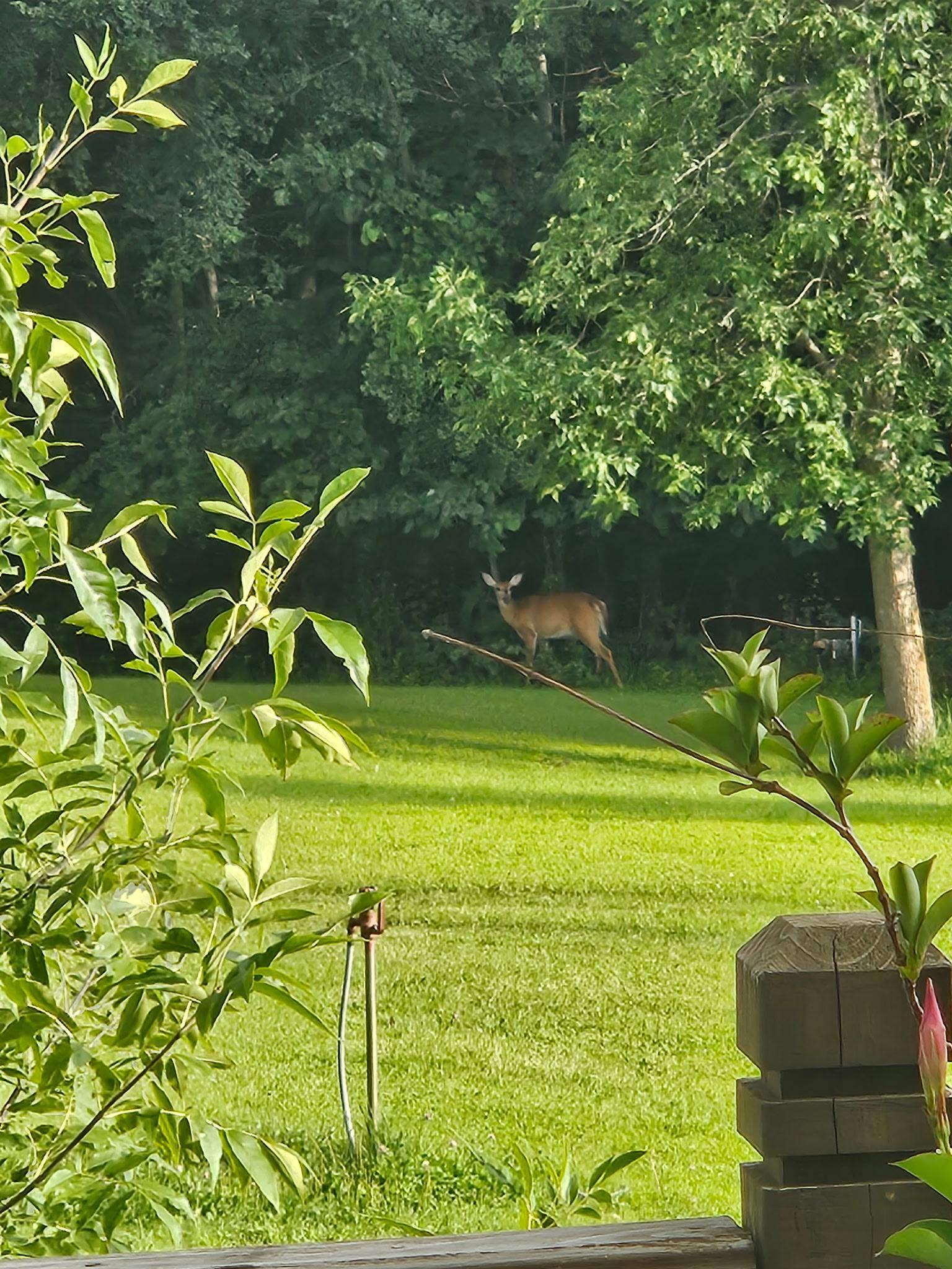 natural wild life in wooded acreage