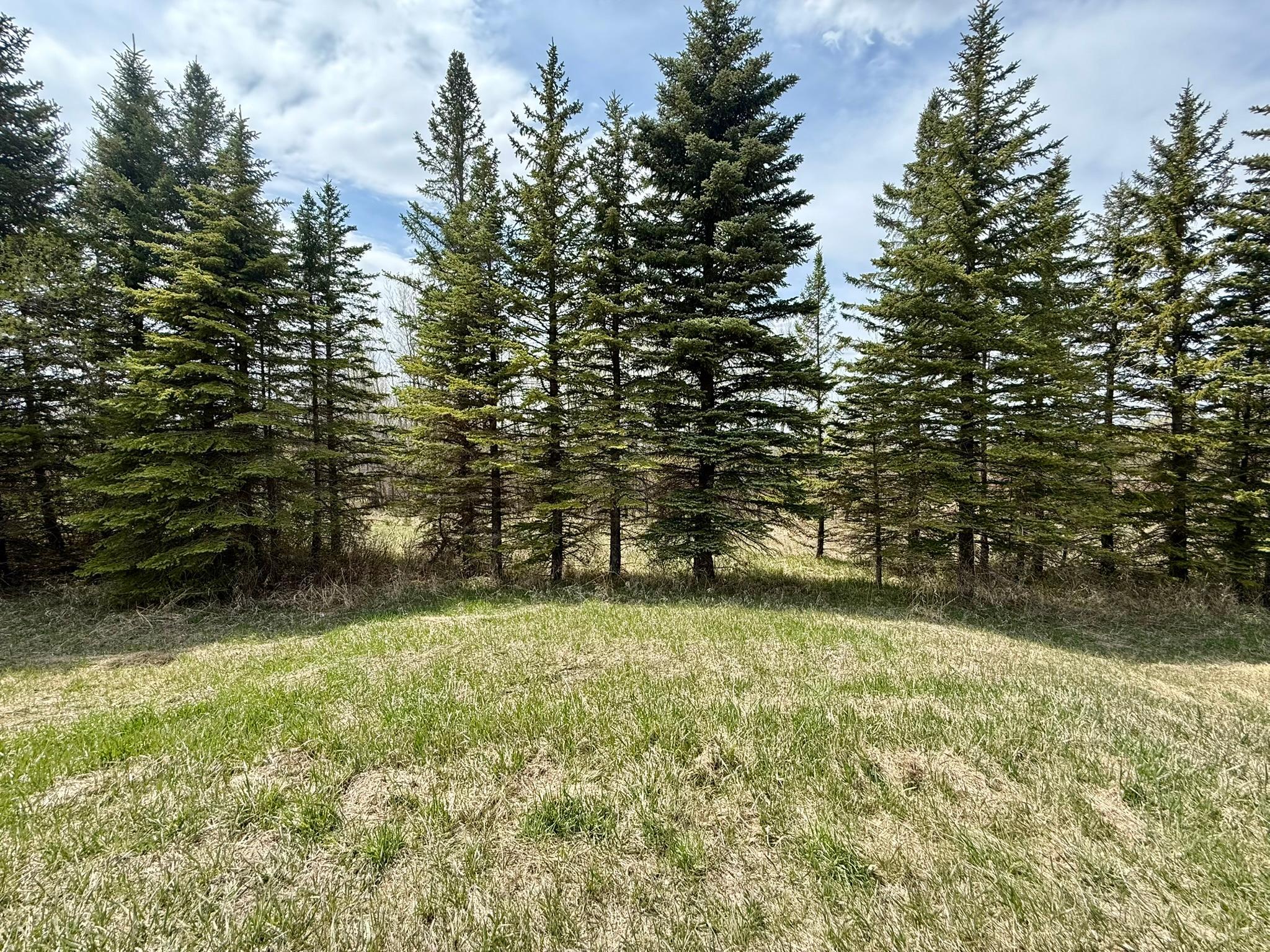 Tree Lined Privacy