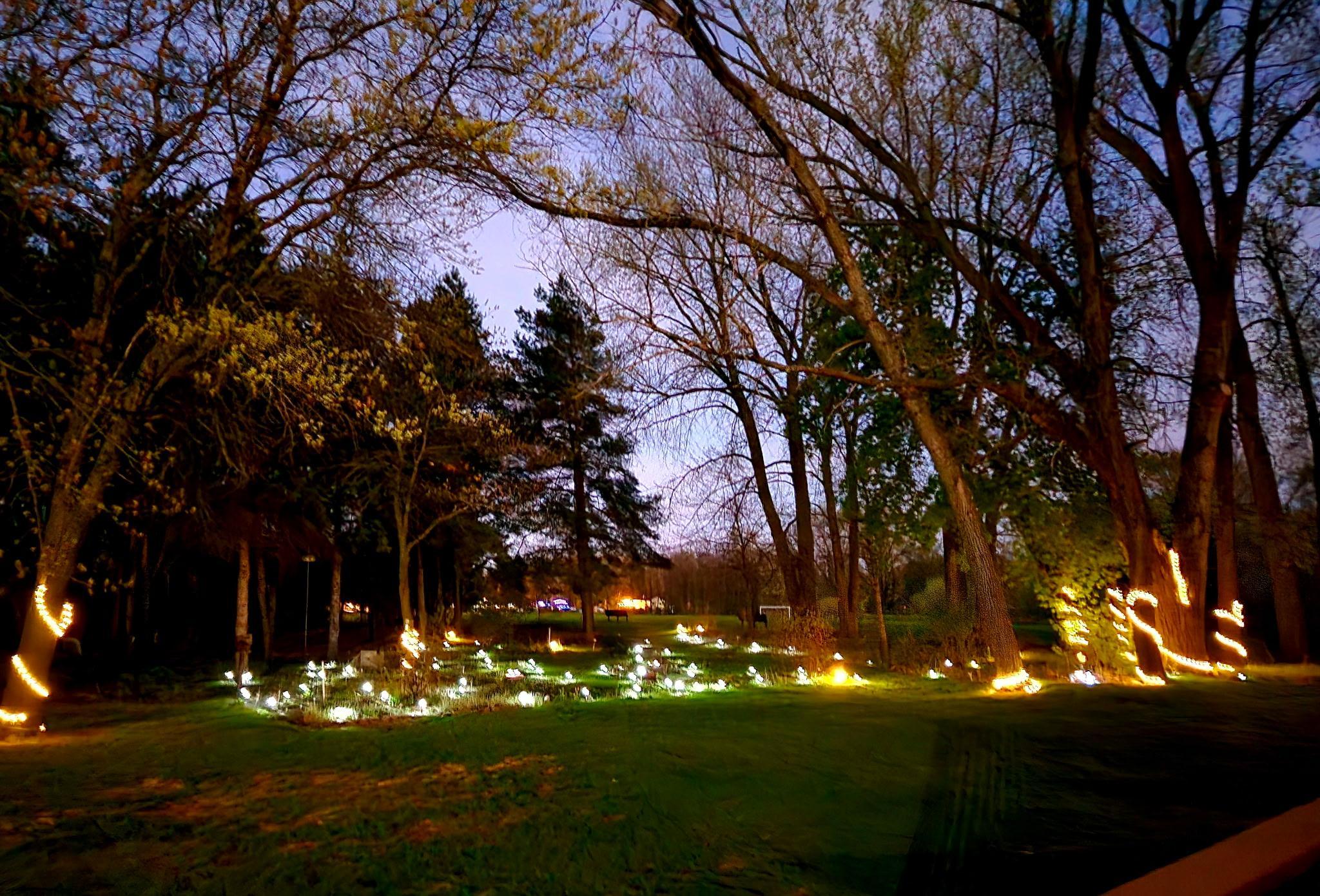 The garden is lit up at night