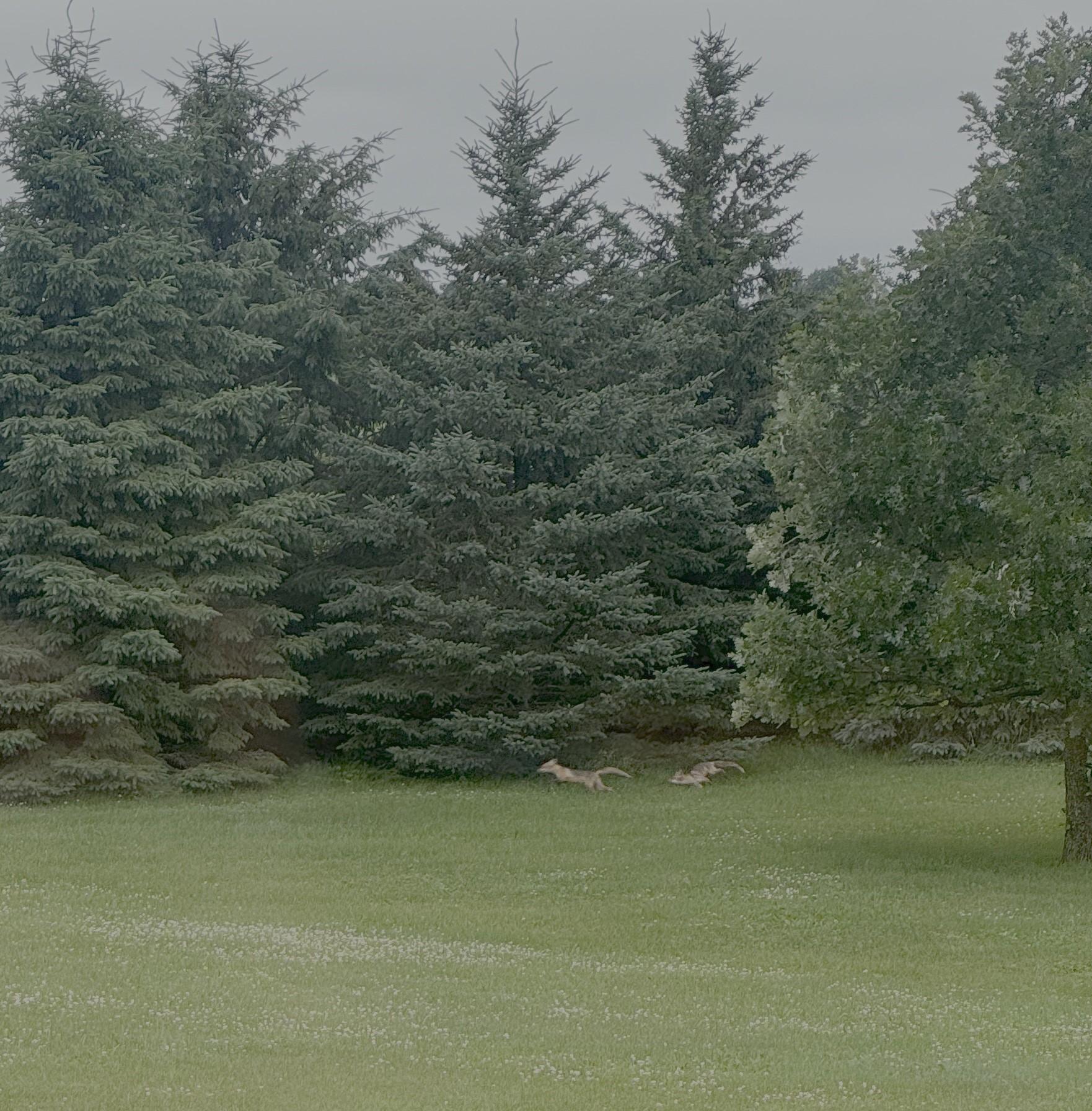 Tree line