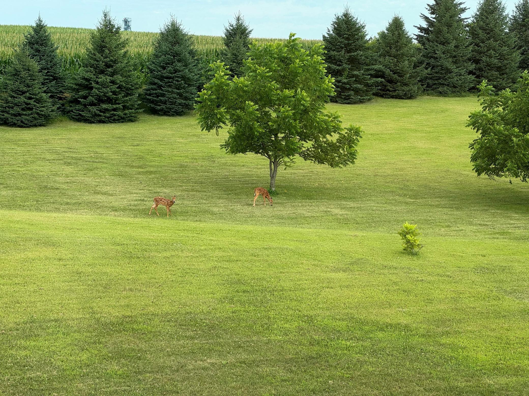 Tree line