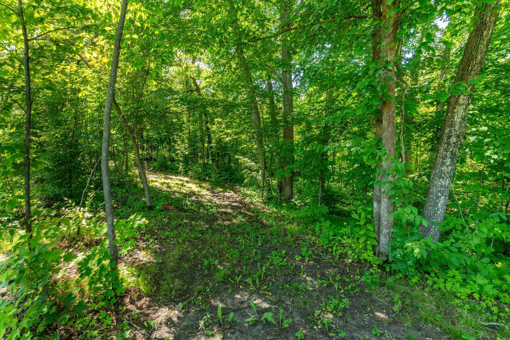 Trail in woods