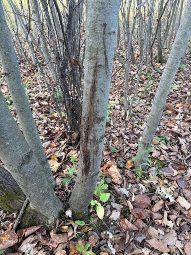 TBD Nightingale Street, Braham, MN 55006