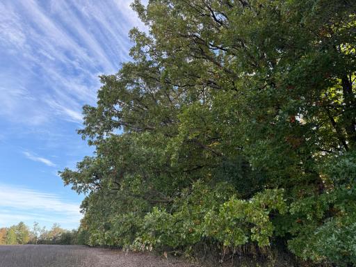 TBD Nightingale Street, Braham, MN 55006