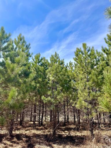 Lot 3 Scenic Highway 7, Bovey, MN 55709