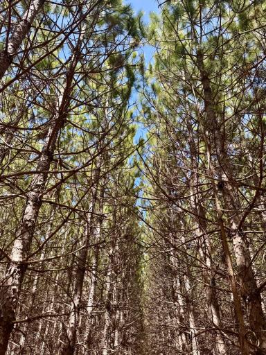 Lot 3 Scenic Highway 7, Bovey, MN 55709
