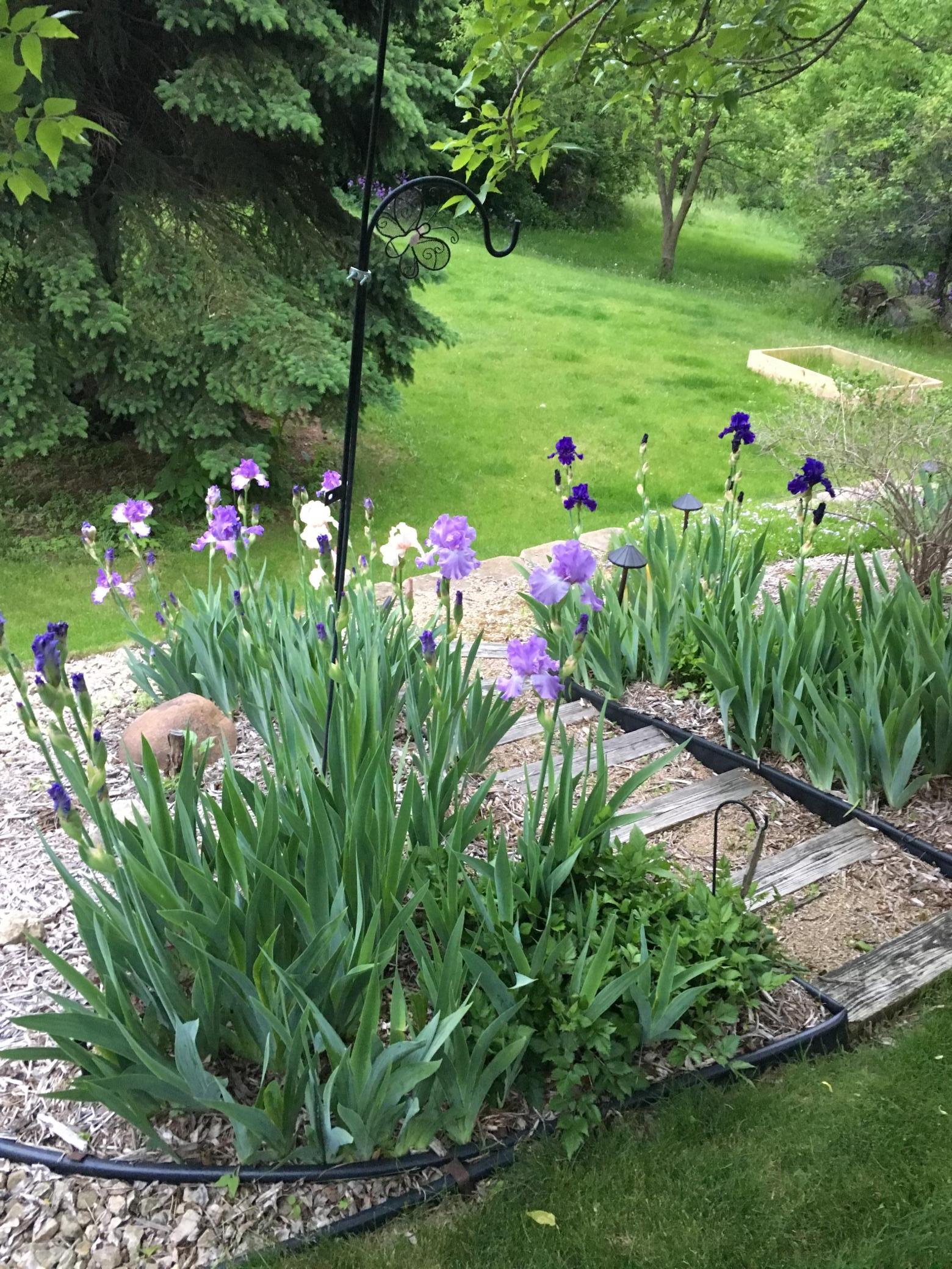 Perennial iris incorporated into the border wall with beautiful steps and crushed stone walking paths,
